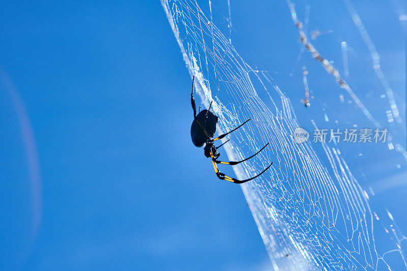 Nephila inaurata -留尼汪岛